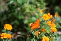 Butterfly on wildflower