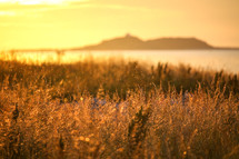 golden field at sunrise 
