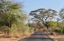 Roadway through dry African Savanna 