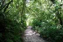 path through a rain forest 