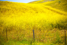 Open field of yellow wildflowers