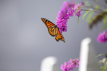 butterfly on fuchsia flowers 