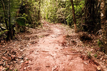 A muddy trail through the jungle