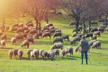 Flock of sheep on fresh spring green meadow during sunrise