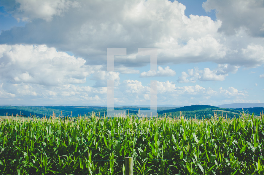 corn fields and mountains 