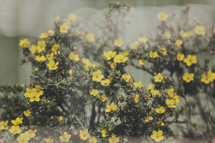 yellow flowers through glass window 