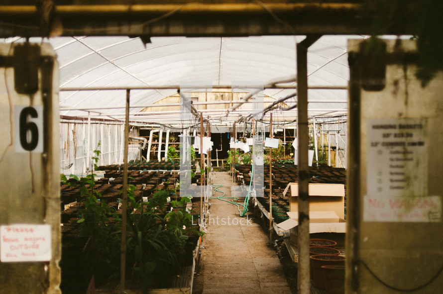 view of plants in a greenhouse 