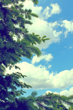 pine tree and blue sky 