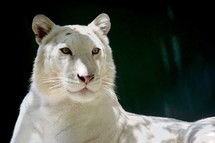 a regal white tiger 