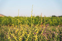 Yellow field flowers Against vineyard