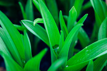 closeup of green grass 