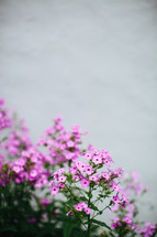 pink flowers 