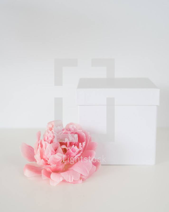 pink peony and white gift box 