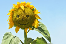smiling sunflower 