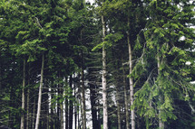 Tall trees in a forest 