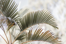 palm leaves on a palm tree