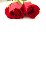two red roses 