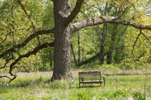Park bench under a tree.