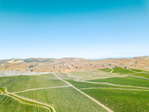 rows of crops on farmland 