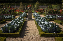 cabbage in an elaborate garden 