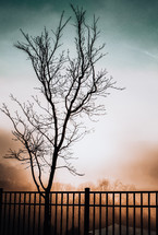 bare tree in fog 