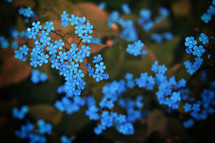 tiny blue flowers, Brunnera macrophylla or Siberian bugloss