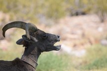 Big horn sheep Hemenway Valley Park, Boulder City, Nevada 