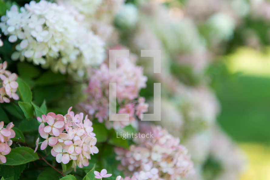 pink and white flowers 