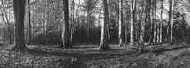 trees in a forest in black and white 