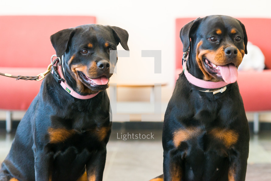 Two beautiful rottweilers sitting in floor