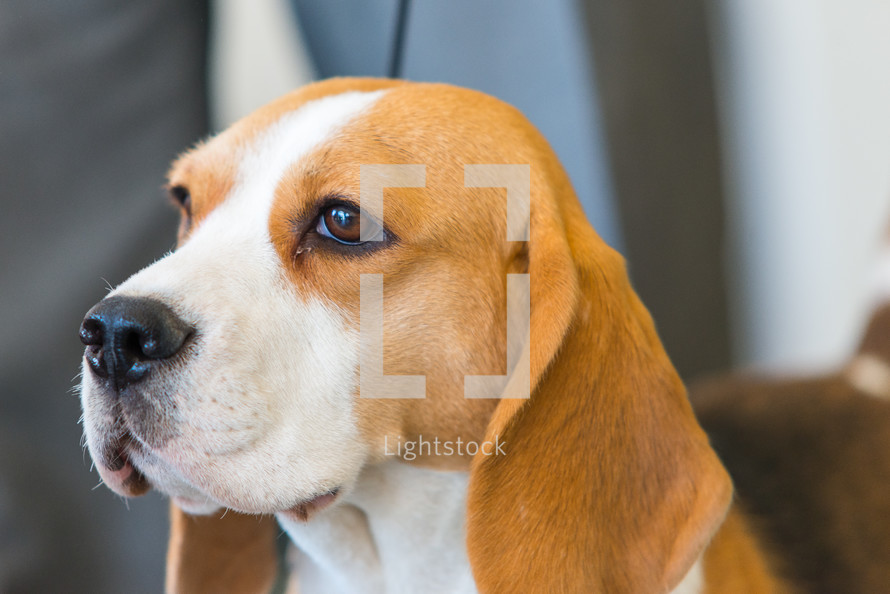 Portrait of beautiful beagle. Profile face of dog