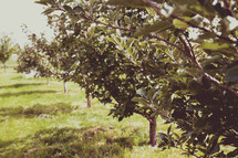 orchard 