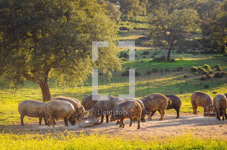 pigs in glassland at sunset, Extremadura, Spain