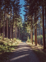 gravel road through a forest 