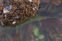 fire ants floating in a clump on water