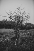 a dead tree in field