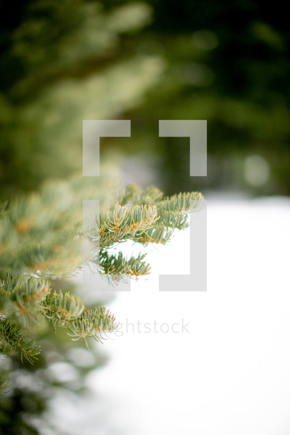 evergreen tree branches and snow 