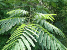 Green fern plant in woods of park