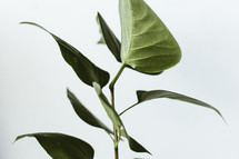 green plant 