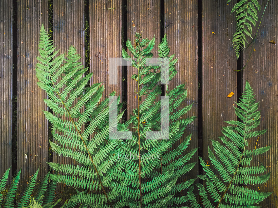 green fern on a wood fence 