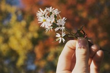 hand holding tiny white flowers 
