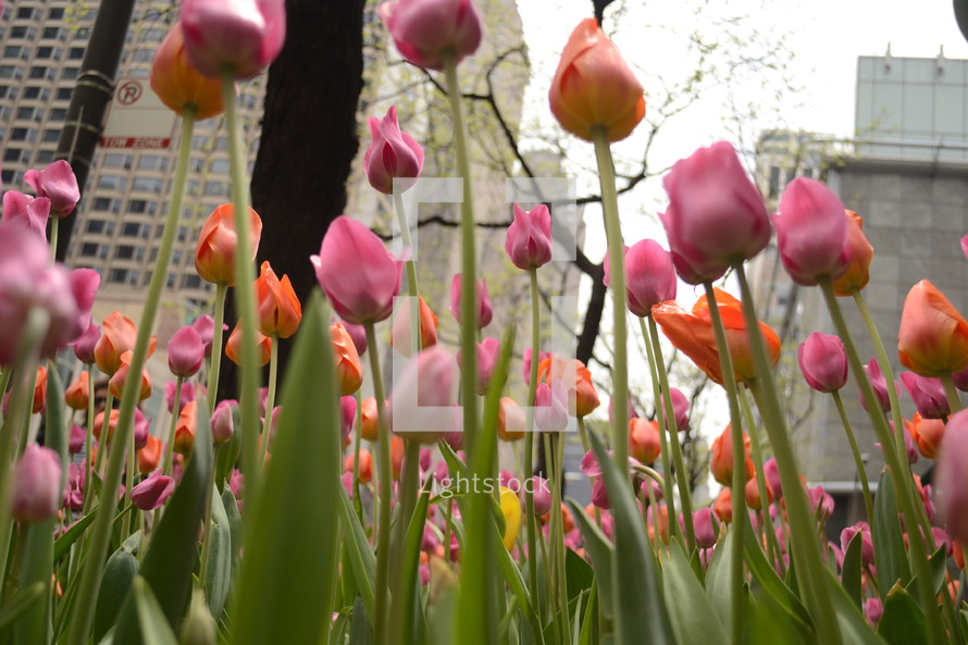 Tulips blooming with skyscrapers in the background.