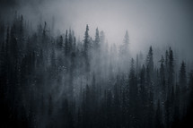misty forest 