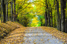 fall leaves on a gravel road 