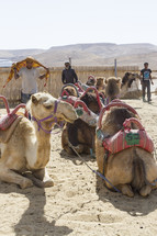 resting camels in a market 