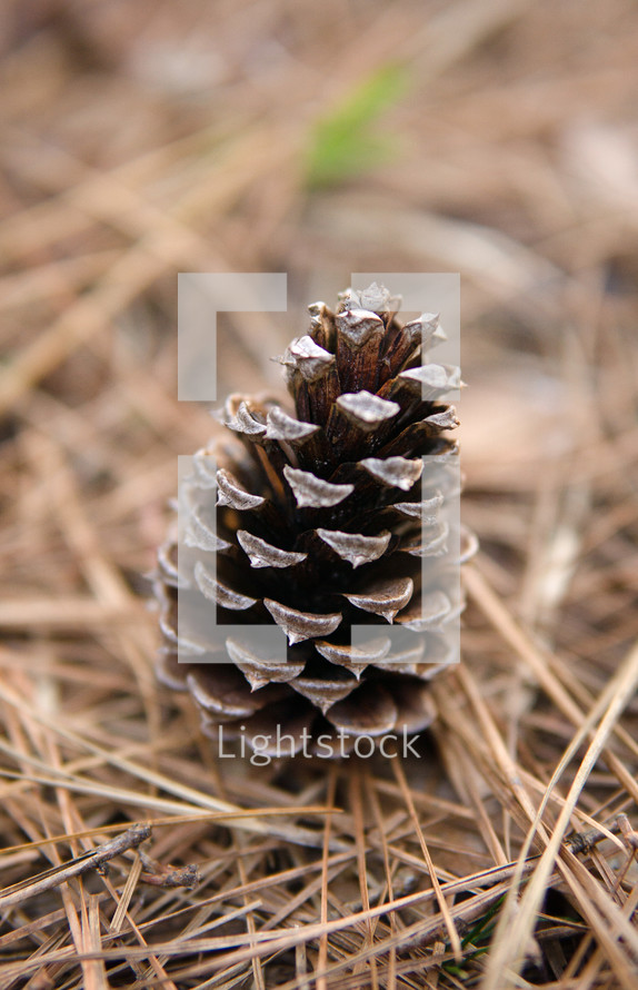 pine cone in pine straw 