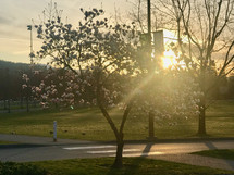 sunbeams through a spring tree 