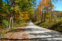 fall trees lining a rural road 