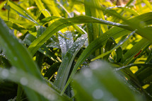 Close up of spring rain drops on green grass