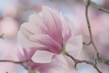 pink blossom on a spring branch 